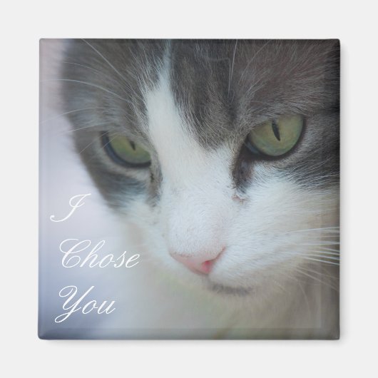 Tabby-and-White Cat Staring Magnet (Vorne)