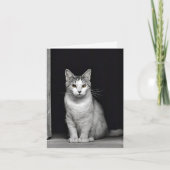 Tabby Barn Cat (Vorderseite)