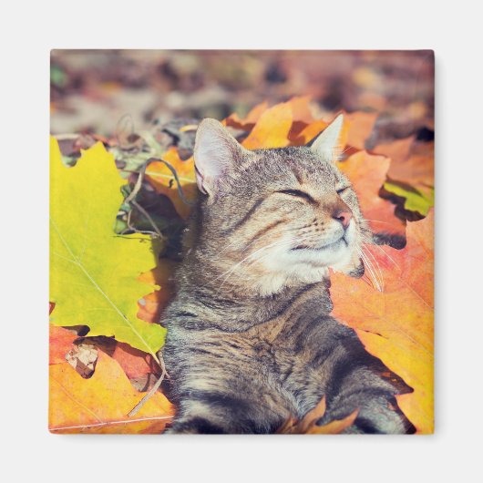 Tabby Basking in den Foliage Magnet (Vorne)