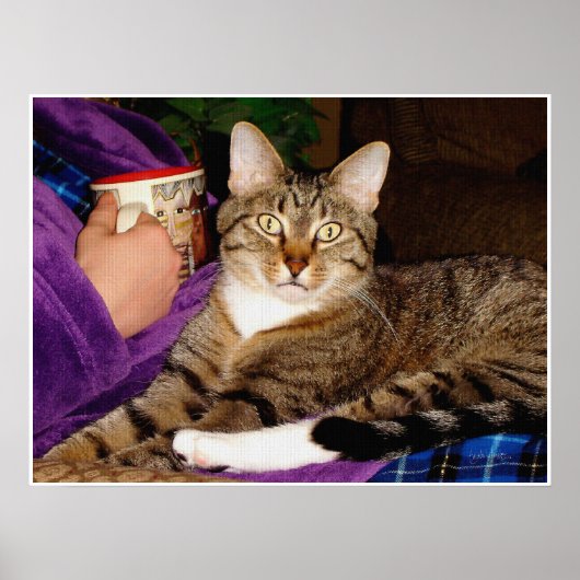 Tabby Break Poster (Vorne)