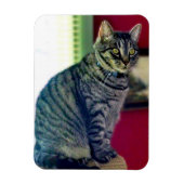 Tabby Cat 3"x4" Foto Magnet (Vertikal)