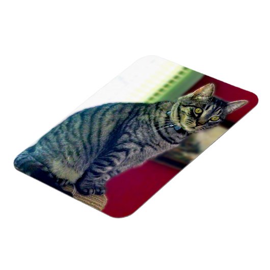 Tabby Cat 3"x4" Foto Magnet (Linke Seite)