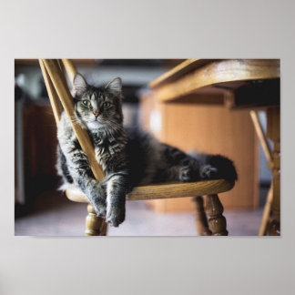 Tabby Cat auf Holz Essstuhl Foto drucken Poster