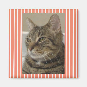 Tabby Cat auf Streifenhintergrund Magnet