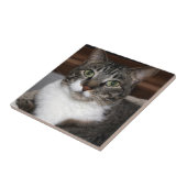 Tabby Cat Blick auf Ihr Haustier-Foto Fliese (Seite)