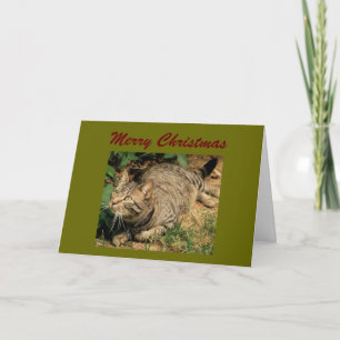 Tabby Cat Christmas Grußkarten Feiertagskarte
