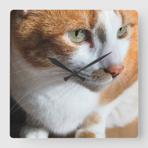 Tabby cat closeup quadratische wanduhr