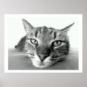 Tabby Cat Face Poster (Vorne)