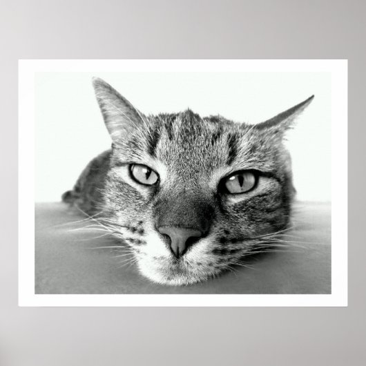 Tabby Cat Face Poster (Vorne)