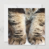 Tabby Cat Flat Card, Tabby, Tabby Legs, (Vorderseite)