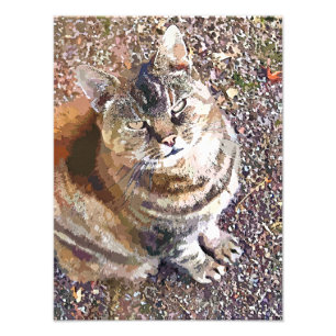 TABBY CAT FOTODRUCK
