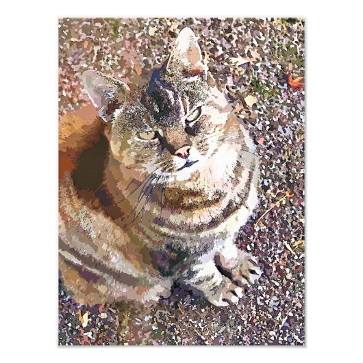 TABBY CAT FOTODRUCK (Vorne)