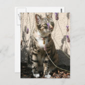 Tabby Cat in a Lavendor Bush Postkarte (Vorne/Hinten)