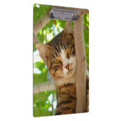 Tabby Cat in einem Baum Klemmbrett (Rechts)