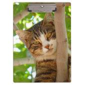 Tabby Cat in einem Baum Klemmbrett (Vorderseite)