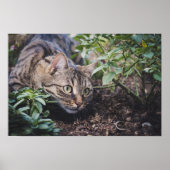 Tabby Cat in Woods Stalking Poster (Vorne)