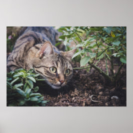 Tabby Cat in Woods Stalking Poster