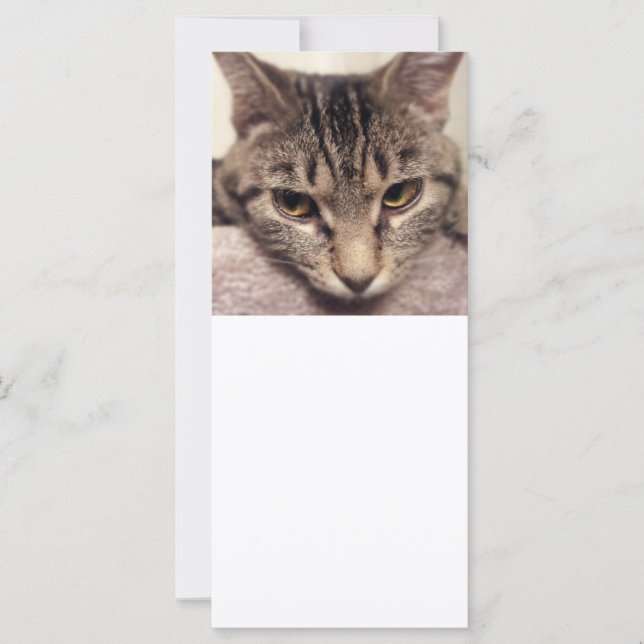 Tabby Cat-Instagram von Shirley Taylor (Vorderseite)