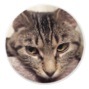 Tabby Cat-Instagram von Shirley Taylor Keramikknauf