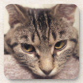 Tabby Cat-Instagram von Shirley Taylor Untersetzer (Vorderseite)