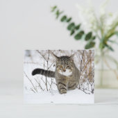 Tabby Cat Jagen im Schnee Postkarte (Stehend Vorderseite)