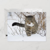 Tabby Cat Jagen im Schnee Postkarte (Vorne/Hinten)