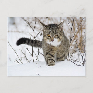 Tabby Cat Jagen im Schnee Postkarte