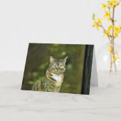 Tabby Cat, Karte (Gelbe Blume)