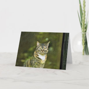 Tabby Cat, Karte