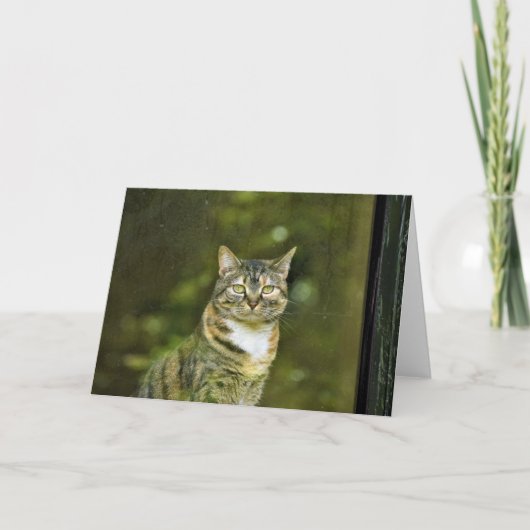 Tabby Cat, Karte (Vorderseite)