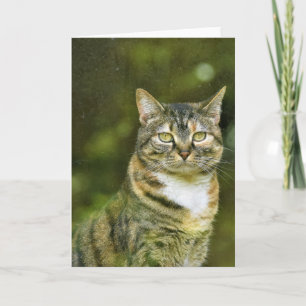Tabby Cat, Karte