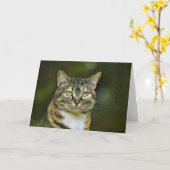 Tabby Cat, Karte (Gelbe Blume)