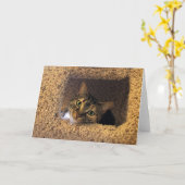 Tabby Cat, Karte (Gelbe Blume)