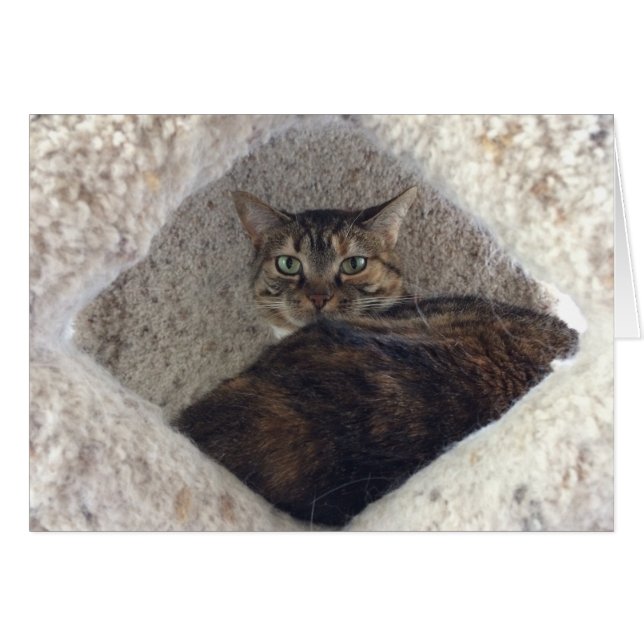 Tabby Cat, Karte (Vorderseite (Horizontal))