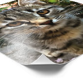 Tabby Cat Kitten Augenkontakt Fotodruck (Ecke)