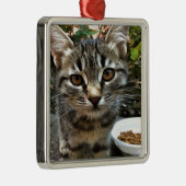 Tabby Cat Kitten Augenkontakt Silbernes Ornament (Rechts)