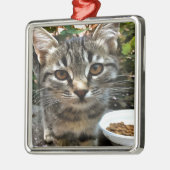 Tabby Cat Kitten Augenkontakt Silbernes Ornament (Links)
