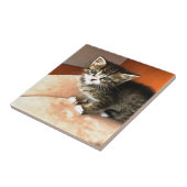 Tabby Cat Kitten Pet Portrait Fliese (Seite)
