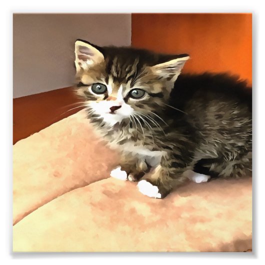 Tabby Cat Kitten Pet Portrait Fotodruck (Vorne)