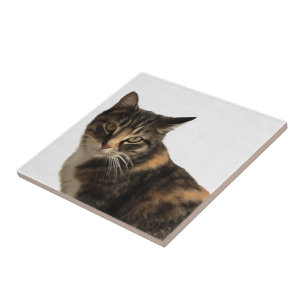 Tabby Cat Künstlerisches Portrait Auf weißem Hinte Fliese