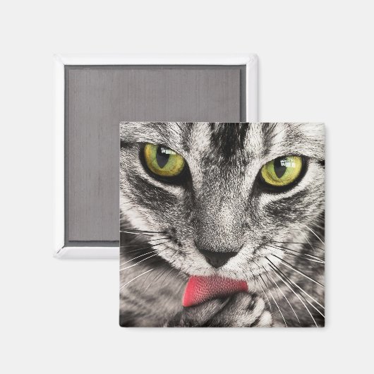 Tabby Cat Licking Paw Magnet (Vorderseite/Rückseite)