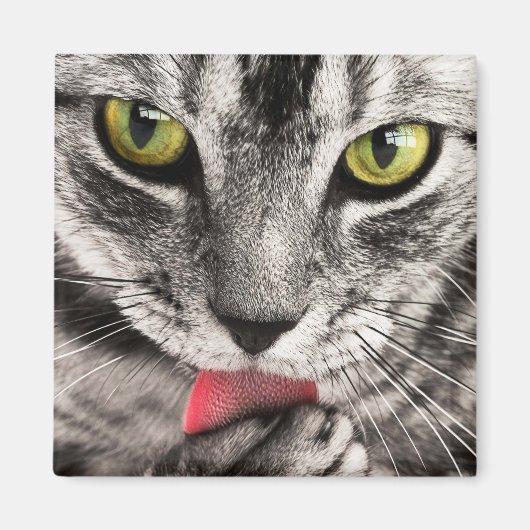 Tabby Cat Licking Paw Magnet (Vorne)
