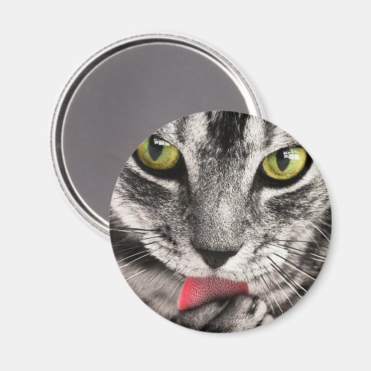 Tabby Cat Licking Paw Magnet (Vorderseite/Rückseite)