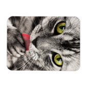 Tabby Cat Licking Paw Magnet (Horizontal)