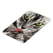 Tabby Cat Licking Paw Magnet (Linke Seite)