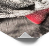 Tabby Cat Licking Paw Poster (Ecke)