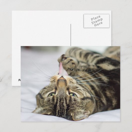 Tabby Cat Licking Paw Postkarte (Vorne/Hinten)