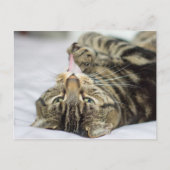 Tabby Cat Licking Paw Postkarte (Vorderseite)