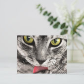 Tabby Cat Licking Paw Postkarte (Stehend Vorderseite)