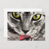 Tabby Cat Licking Paw Postkarte (Vorne/Hinten)